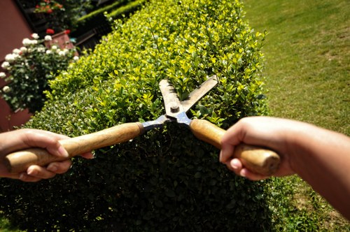 Healthy green lawn care in Kingston Vale garden