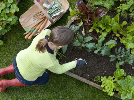 Professional tree maintenance for a residential garden in Kingston Vale