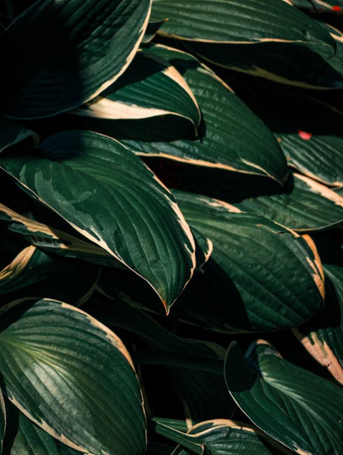 A close-up view of lush, dark green hosta leaves with prominent ridges and a glossy texture, some with light-colored edges. The leaves overlap each other, forming a dense cluster in a shaded garden ar