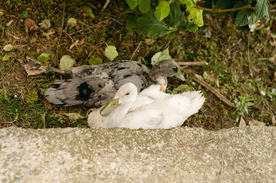 Two ducks, one with speckled grey and black feathers and the other with pure white plumage, are resting on a garden patch with damp, dark soil and fallen leaves. The grey duck has a greenish bill, whi